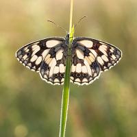 Marbled White 6 OLYMPUS DIGITAL CAMERA